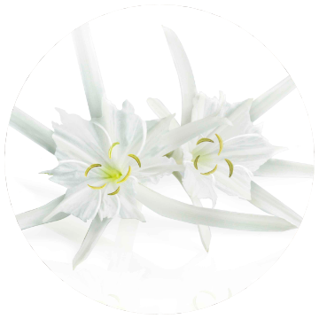 Extracto de Lirio Estrella Nutrilite