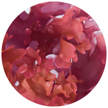 Algae (Energy)