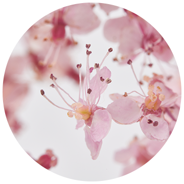 Meadowsweet