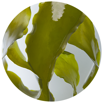 Plant Plankton