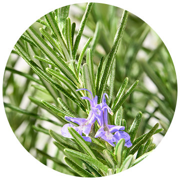 Rosemary