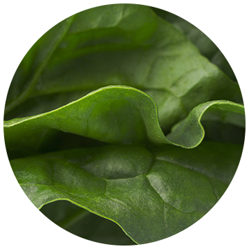 Espinaca