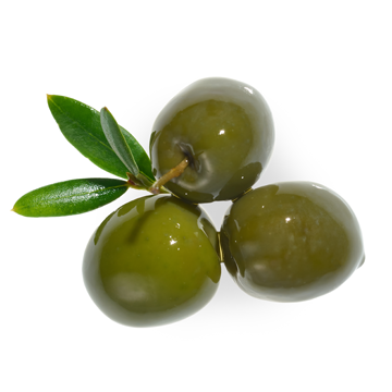 Olive Extract