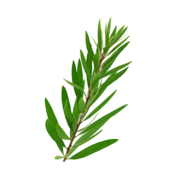 Tea Tree Oil (Zen)