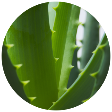 Aloe Vera