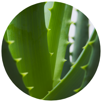 Aloe Vera (Zen)