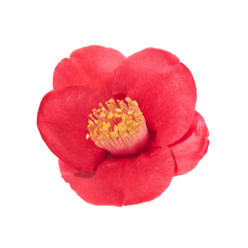 Camellia Japonica Flower Extract