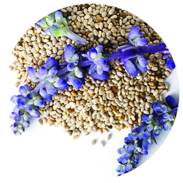 White Chia Seed Extract