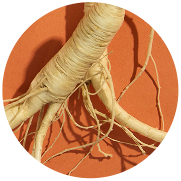 Ginseng