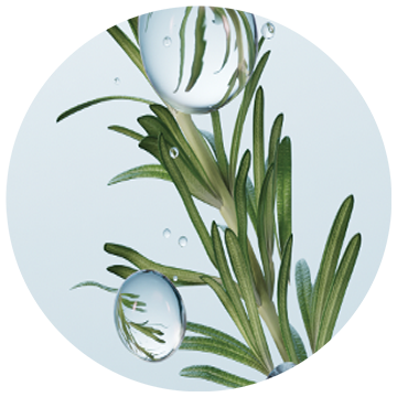 Rosemary Extract