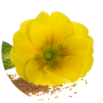 Evening Primrose Oil Extract