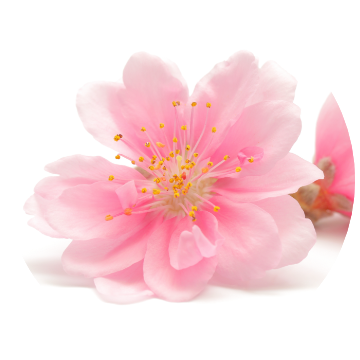 Peach Flower Extract