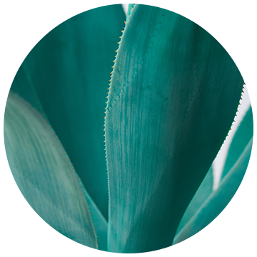 Agave Azul