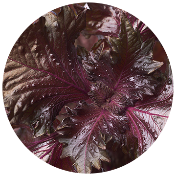 Shiso Perilla