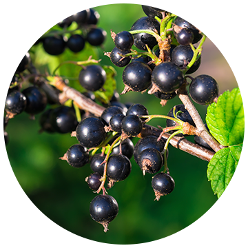 Black Currant Extract