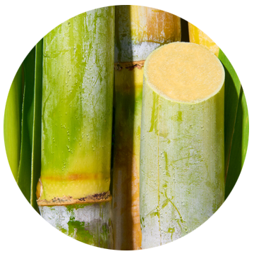 Natural Sugar Cane